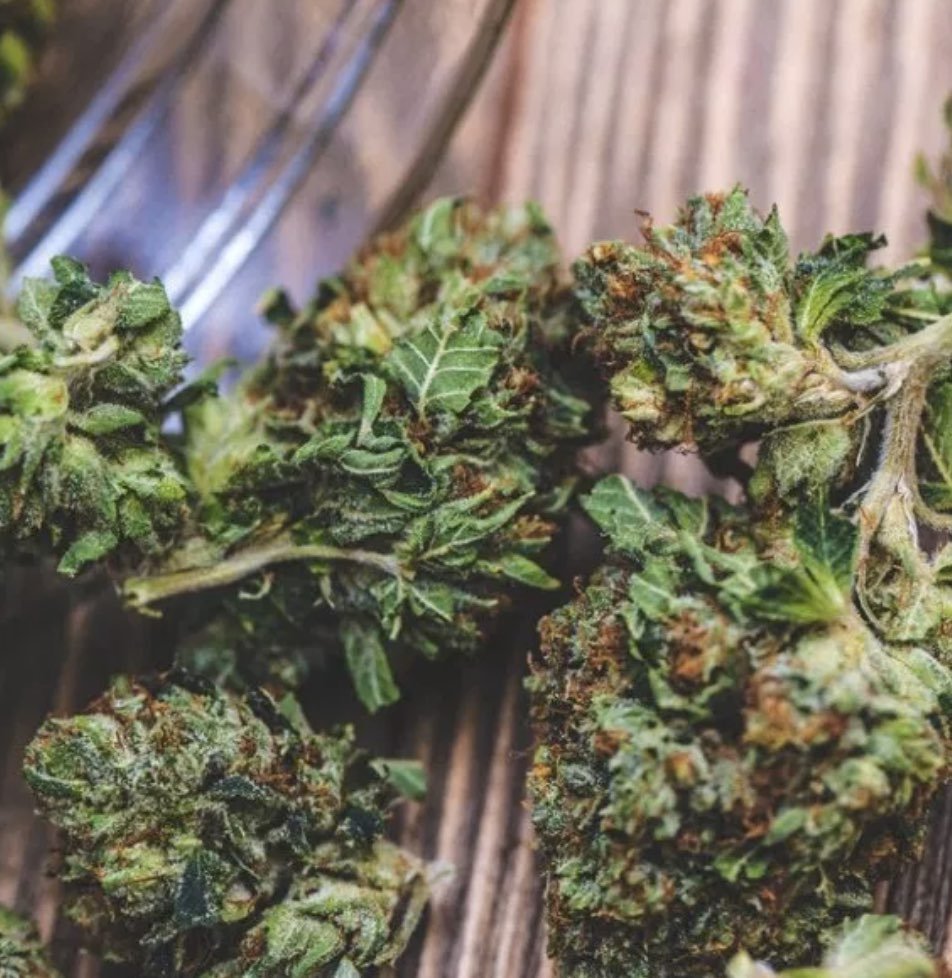 MIKE TYSON’S NEW STRAIN OF CANNABIS IS A REAL KNOCKOUT - Mike Tyson Collection