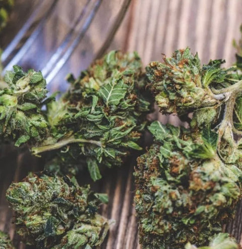 MIKE TYSON’S NEW STRAIN OF CANNABIS IS A REAL KNOCKOUT – MT Collection